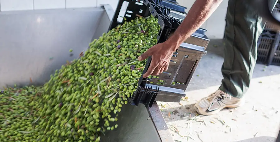 imagen de un agricultor entregando sus aceitunas en la almazara - Campos de Jaén
