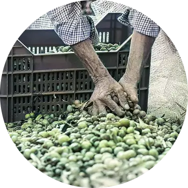 imagen de un agricultor recogiendo y guardando su aceituna en una caja - Campos de Jaén