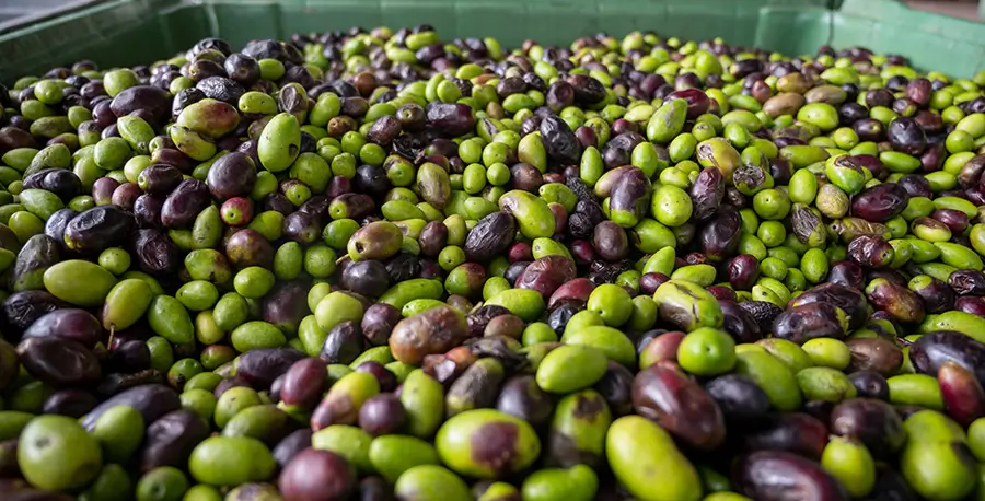 imagen de una caja repleta de aceitunas dentro de una almazara - Campos de Jaén