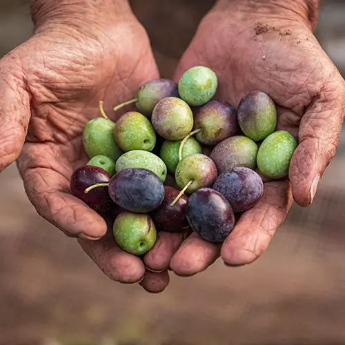 Imagen de unas manos con aceitunas - Campos de Jaén